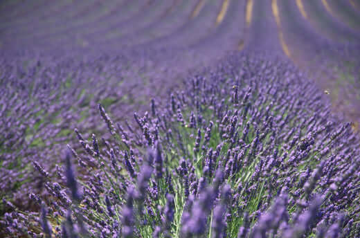 lavender perfume oil, lavender fields