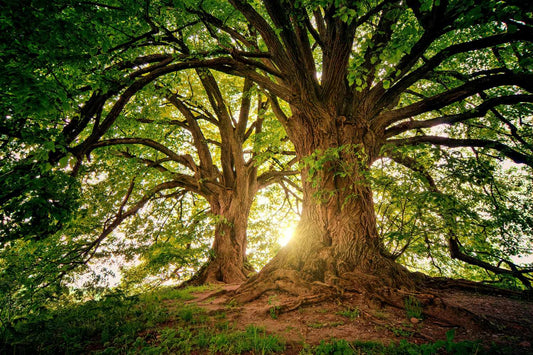 Trees representing the woodsy fragrance of sandalwood